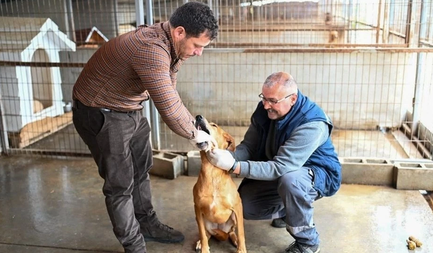 Amcaoğlu: Gönyeli–Alayköy Belediyesi hayvan barınağında 104 canlıya ev sahipliği yapılıyor