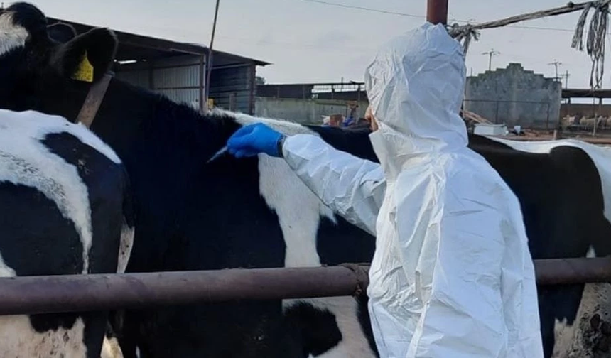 Güney Kıbrıs'ta 2 mandırada daha şap tespit edildi; etkilenen mandıra sayısı 112'ye yükseldi