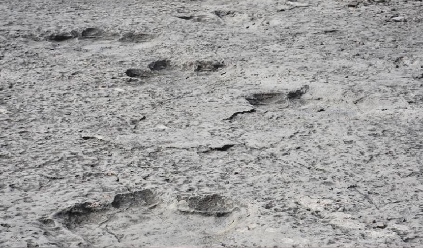 Çin'de keşfedilen dinozor, kritik bir evrimsel boşluğu dolduruyor