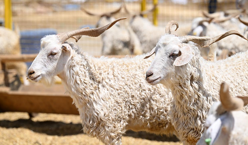Satılamayan kurbanlıkları Et ve Süt Kurumu alacak