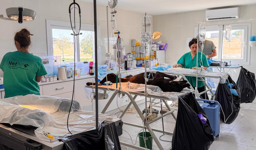 Gazimağusa’da 317 sokak hayvanı kısırlaştırıldı