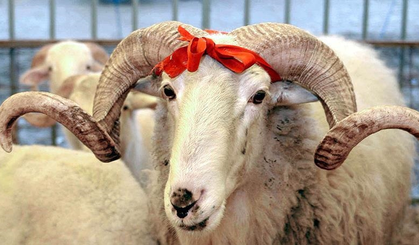 Veteriner Hekimler Birliği, kurban kesimi ve et tüketimiyle ilgili uyarılarda bulundu