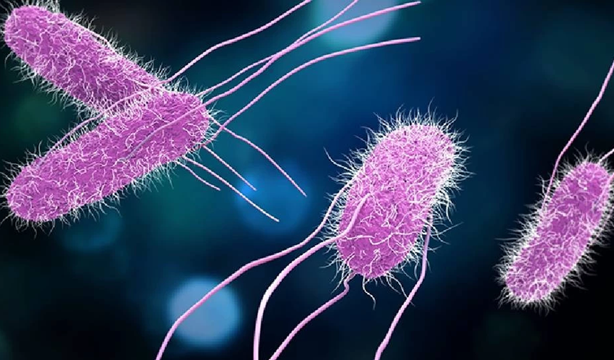 İngiltere’de salmonella vakaları son 10 yılın zirvesinde