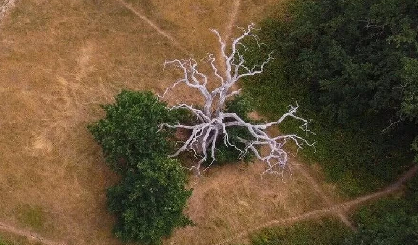 İsviçre, El Nino hava olayıyla birlikte kuraklığın daha sık yaşanabileceğini bildirdi