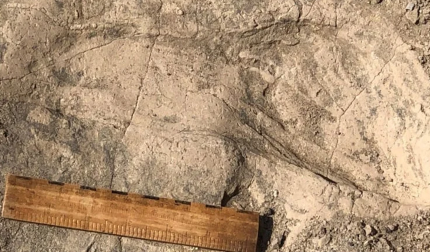İnsanın 1,4 milyon yıllık akrabası ortaya çıktı: Sanılandan çok daha büyük