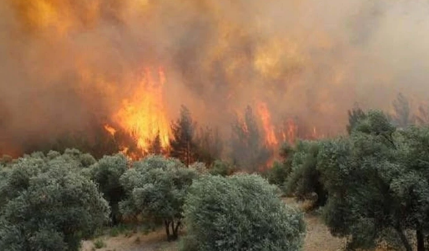 Yangın,  Tarım arazisinde başladı, ormanlık alana sıçradı!