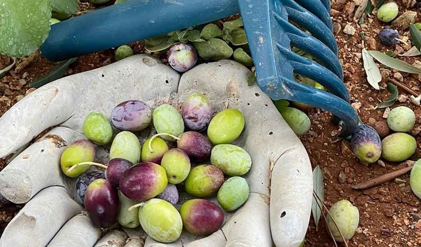 Lefkoşa’da zeytin hasadı 4 Eylül’de başlayacak
