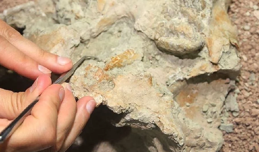 Kaliforniya'daki inşaat işçileri 40 milyon yıllık hayvan kemikleri keşfetti