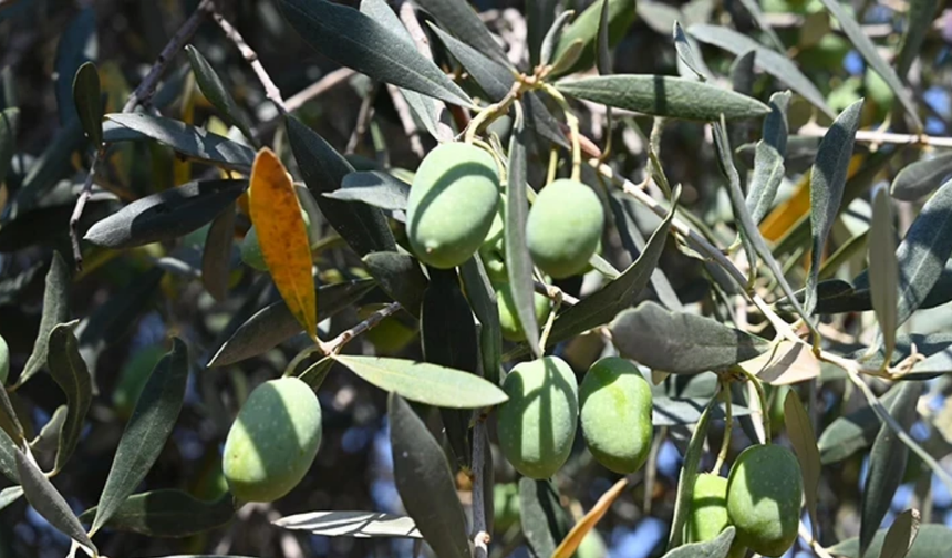 Bursa'da 15 asırlık zeytin ağacı görenleri şaşırtıyor: Hala meyve vermeye devam ediyor