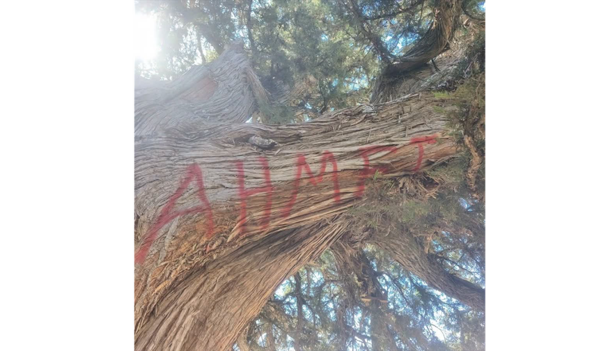 Anıt Ağaç Tahrip Edildi