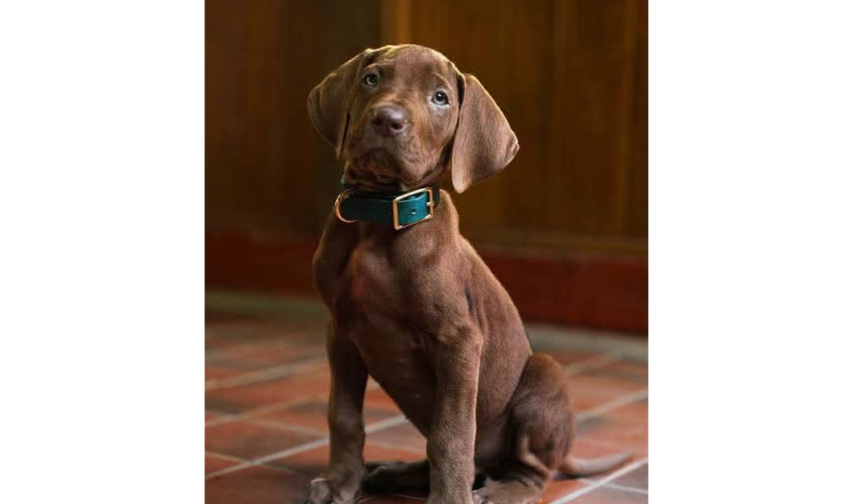 Scooby-Doo’yu Canlandıracak Köpek
