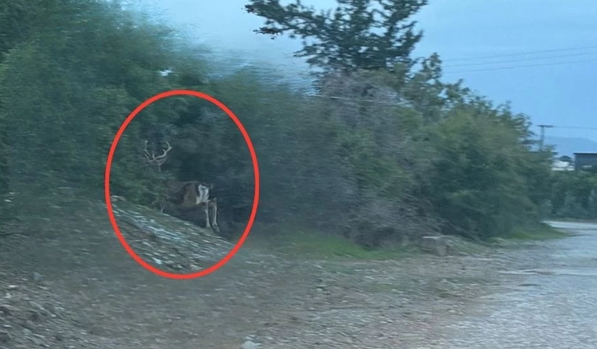 Aydınköy-Gaziveren’de kaçak geyik tespit edildi: Taşkent Doğa Parkı'ndan "kesinlikle yaklaşmayın" uyarısı