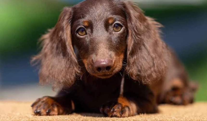 Büyük köpeklerin küçük köpeklerden hızlı yaşlanmasının gizemi çözüldü