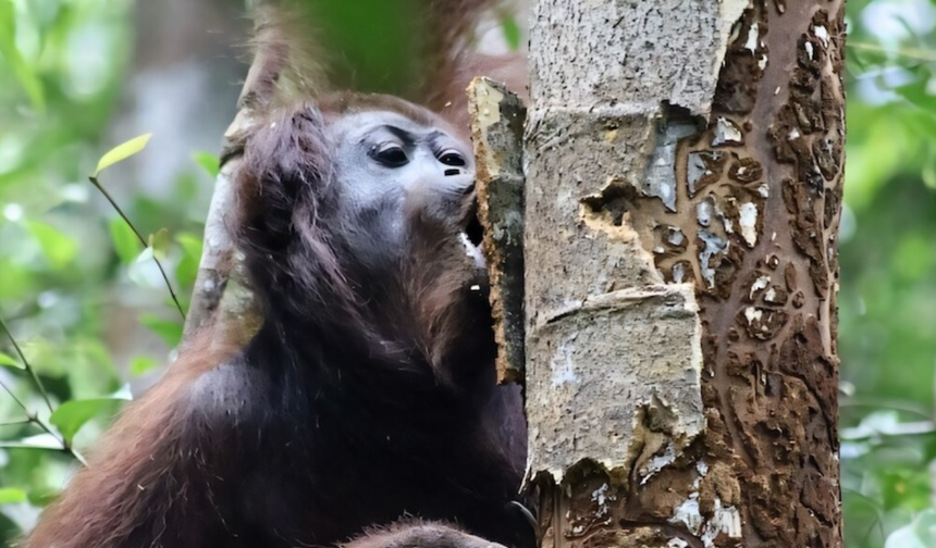 Endonezya’da nesli tehlike altındaki 46 Borneo orangutanı kurtarıldı