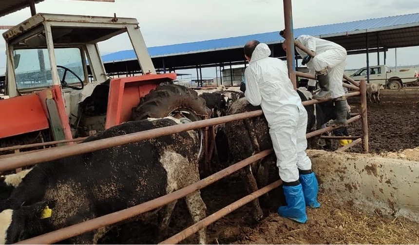 Şap hastalığı nedeniyle uygulanan bölgesel karantina kaldırılıyor