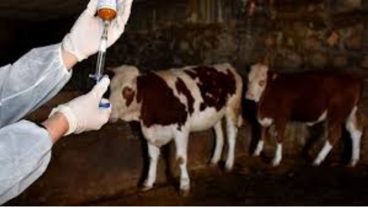 Şap hastalığı yayılmaya devam ediyor