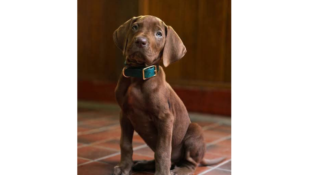 Scooby-Doo’yu Canlandıracak Köpek